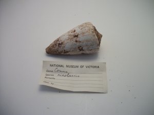 Conus Ricofarius