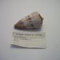 Conus Ricofarius