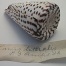 Conus Litteralis