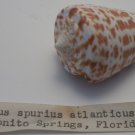 Conus Spurius Atlanticus
