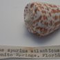 Conus Spurius Atlanticus