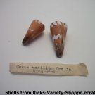 Conus Litoglyplus Gmelin