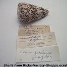 Conus Betulimus Zanzibar