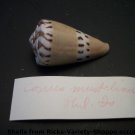 Conus Mustelinus