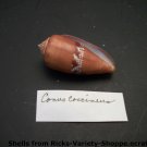 Conus Coccineus