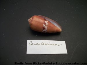 Conus Coccineus