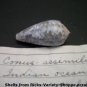 Conus Assimilis