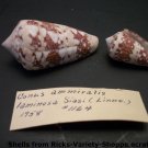 Conus Ammiralis
