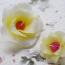 Floating candle / Cereus