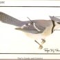 World Life Blue Jay Prototype Card