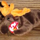 Ty Beanie Babies Chocolate the Moose NM with Tags