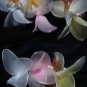 Set of 30 handcrafted Angels