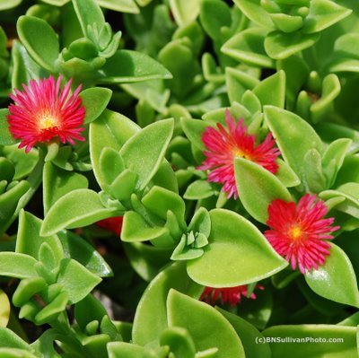 aptenia cordifolia 