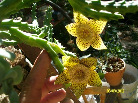stapelia carrion -starfish flower rooted plant