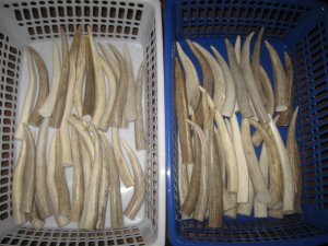 Antler Chew, small