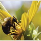 Bees, Butterflies & Blooms Boxed Notecard Set