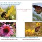 Bees, Butterflies & Blooms Boxed Notecard Set