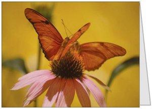 Butterflies & Blooms Boxed Notecard Set
