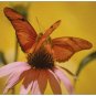 Butterflies & Blooms Boxed Notecard Set