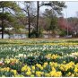 Daffodil Fields Boxed Notecard Set