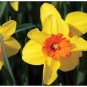 Daffodil Fields Boxed Notecard Set