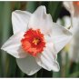 Daffodil Festival Boxed Notecard Set