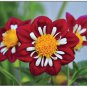 Dahlia Floral Boxed Notecard Set