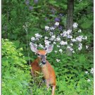 White-Tail Deer #1 Summer Boxed Notecard Set