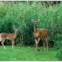 White-Tail Deer #1 Summer Boxed Notecard Set