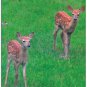 White-Tail Deer #1 Summer Boxed Notecard Set