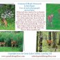 White-Tail Deer #1 Summer Boxed Notecard Set