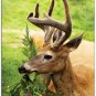 White-Tail Deer #2 Fall Boxed Notecard Set
