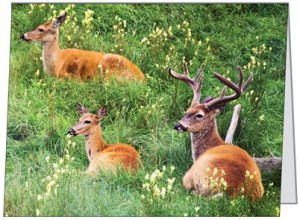 White-Tail Deer #3 Winter Boxed Notecard Set