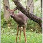 White-Tail Deer #3 Winter Boxed Notecard Set