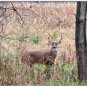 White-Tail Deer #3 Winter Boxed Notecard Set