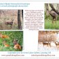White-Tail Deer #3 Winter Boxed Notecard Set