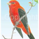 Art Greeting Cards - "Black Winged Redbird"