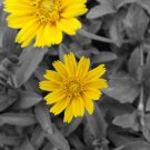 desktop flower picture,digital art photo Computer