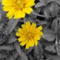 desktop flower picture,digital art photo Computer
