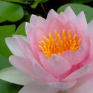 desktop Nature picture,digital art photo COMPUTER Free Shipping