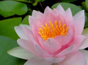 desktop Nature picture,digital art photo COMPUTER Free Shipping