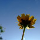 desktop Flower picture,digital art photo COMPUTER Free Shipping