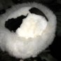Pelt hat,alpaca fur cap, all sizes in stock