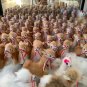 50  Alpaca Figures, Baby Alpaca Fur, 3.93 inch