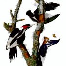 Audubon "Ivory-Billed Woodpecker"HUGE Art Print Edition