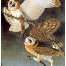 Audubon "Barn Owl" HUGE Art Print Audubon Edition