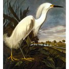 Audubon "Snowy Egret" HUGE Art Print Audubon Edition