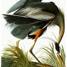 Audubon "Great Blue Heron" BIG Beautiful Art Print