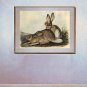 John J. Audubon "White-Tailed Jack Rabbit BIG"Art Print