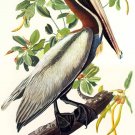John James Audubon "Brown Pelican" Art Print